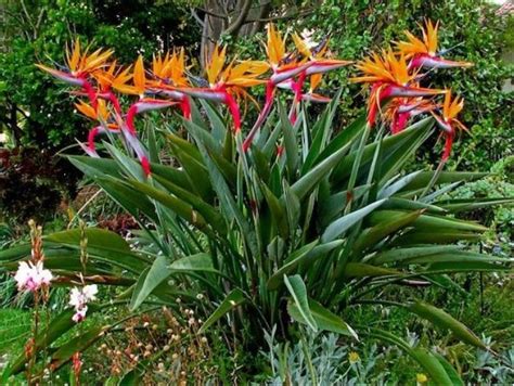 Стрелитция (стрелиция) - What Flower?