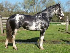 22 Overo Sabino ideas | horse coloring, beautiful horses, horses