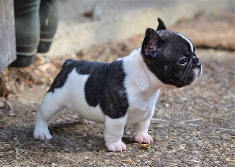 The Mini French Bulldog - FrenchieForSale.com