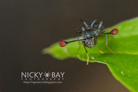 Stalk-Eyed Flies… It Gets Longer! - Macro Photography by Nicky Bay