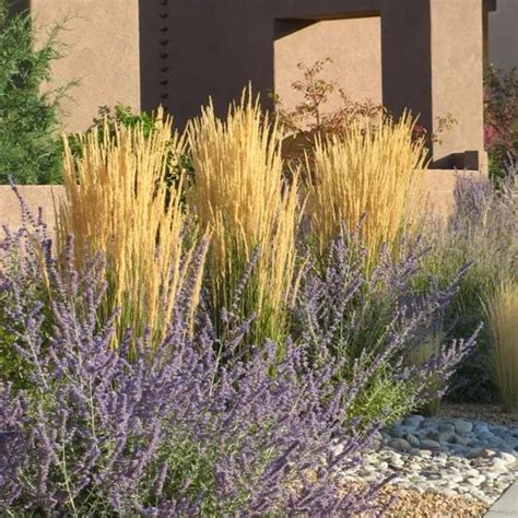 Kf Grass And Russian Sage Tall Grass Landscaping Feather Reed Grass