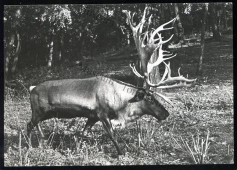 renifer tundrowy lata  museum tomatorum zabytki  pamiatki