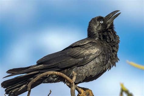 Torresian Crow In Australia 24735139 Stock Photo At Vecteezy