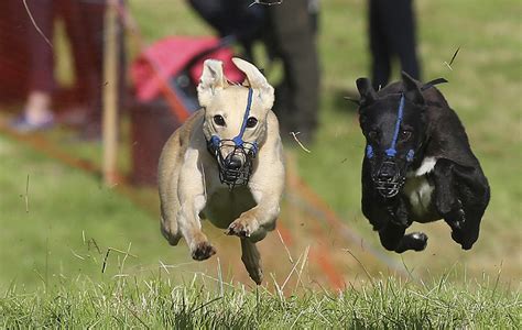 Burren Dog Show Raises Thousands For Charity Mourne Observer