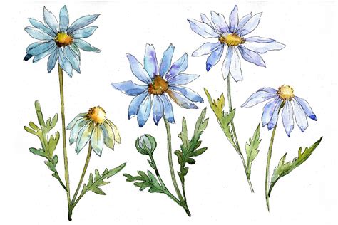 Watercolor Blue Daisy Clipart Hand Painted Flowers Etsy Uk