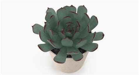 3d Succulent