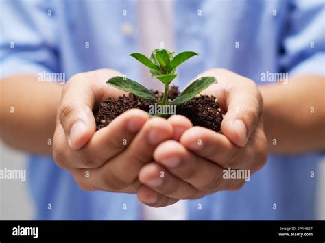 Nurturing New Life A Person Holding A Pile Of Soil With A Budding