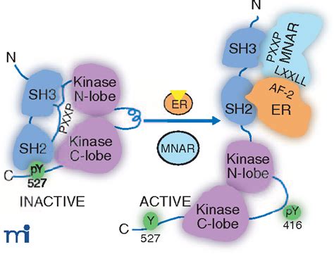 Figure 1 From Rapid Extranuclear Signaling By The Estrogen Receptor Er Mnar Couples Er And