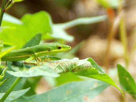 Ryukyu Life: Green Grass Lizard Is What We'll Call It (GIF)