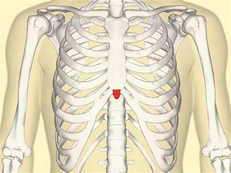 A look at the xiphoid process, a tiny bone structure within the sternum. Included are details on ...