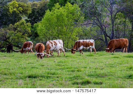 Texas Longhorns Image & Photo (Free Trial) | Bigstock