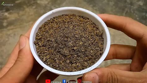 How To Use Cow Dung Compost Its Liquid Tea For Plants The Correct