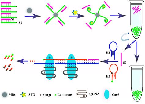 Scheme 1 Schematic Illustration Of The Aptasensor Based On Hybrid