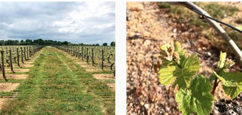 Le Domaine du Chaillot sur la route des vins de Châteaumeillant Vin