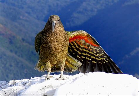 Kea New Zealand Alpine Parrot Nestor Notabilis Flickr