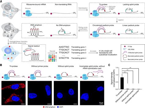 Spatially Resolved Single Cell Translatomics At Molecular Resolution