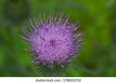 Leuzea Carthamoides Images Stock Photos Vectors Shutterstock