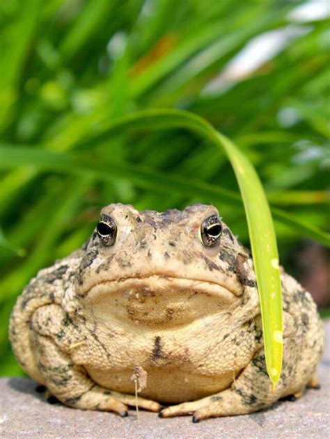 Cinco Curiosidades Sobre Os Sapos Fauna News