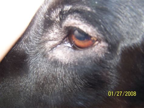 What To Put On Dogs Bald Spot at Edward Weinberger blog