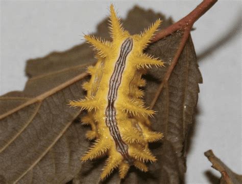 8 Stinging Caterpillars: A Quick and Easy Identification Guide - Owlcation