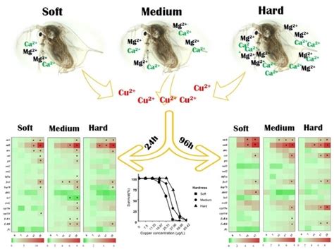 Fishes Free Full Text Water Hardness Alters The Gene Expression