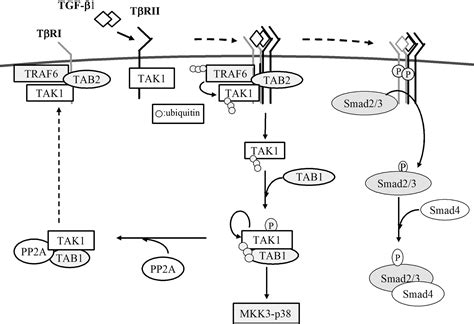 Transforming Growth Factor β Tgf β1 Activates Tak1 Via Tab1 Mediated