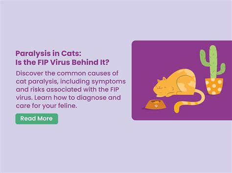 Paralysis in Cats: Is the FIP Virus Behind It?