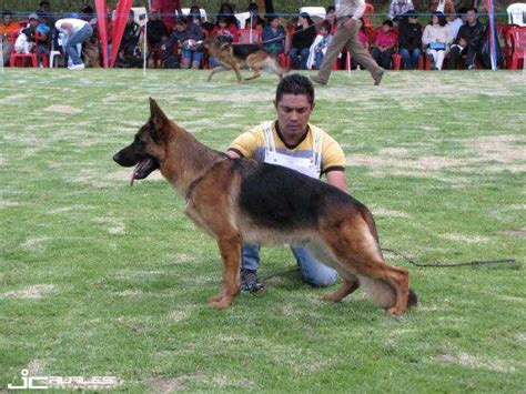 Cachorros Pastor Alem N Una Mascota Un Guardi N El Mejor Amigo Para