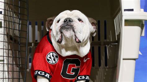 Georgia's mascot Uga will not be making trip to title game | Yardbarker