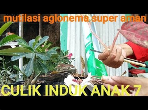 Memperbanyak Aglaonema Dengan Cara Potong Pucuk Caramudah