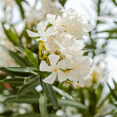 Een Oleander Snoeien En Verzorgen