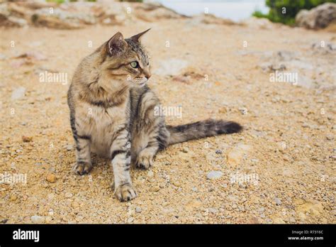 European Wild Cat Felis Silvestris Sitting On A Rock Stock Photo Alamy