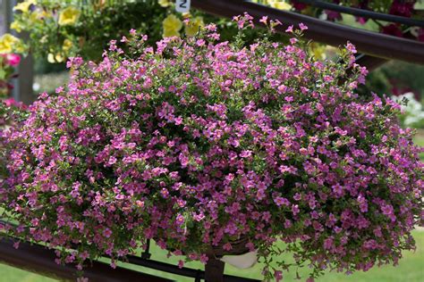Bacopa Pinktopia Seed Ideal For Hanging Baskets Justseed