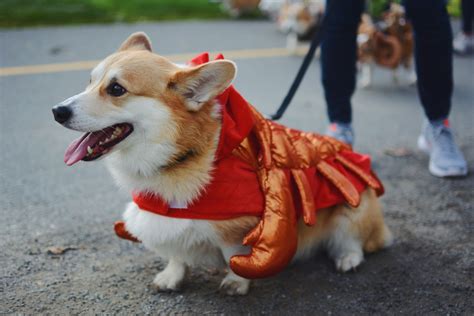 Seattle Corgi Parade 2017 — Little Tranquility
