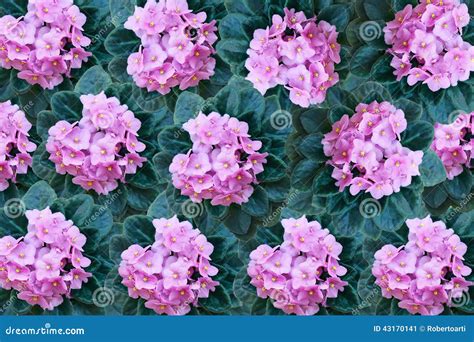 Pink Violet Flowers Background Stock Image - Image of blue, green: 43170141