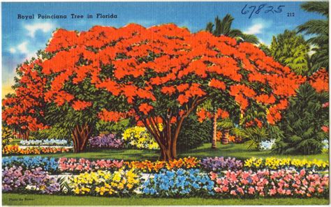 Royal Poinciana tree in Florida | Venice florida, Poinciana, Royal poinciana