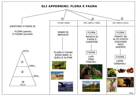 Gli Appennini flora e fauna Attività geografia Attività di