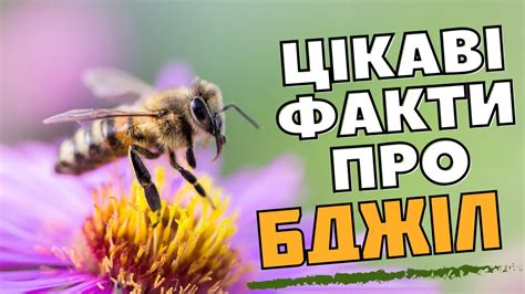 Цікаві Факти про БДЖІЛ - YouTube