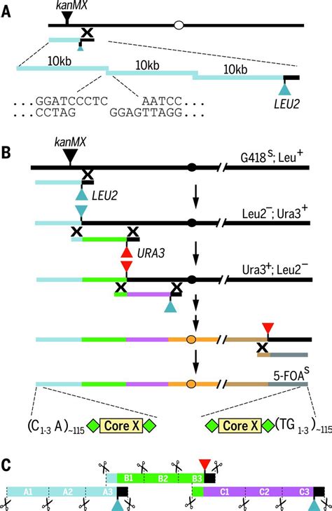 Design Of A Synthetic Yeast Genome Science