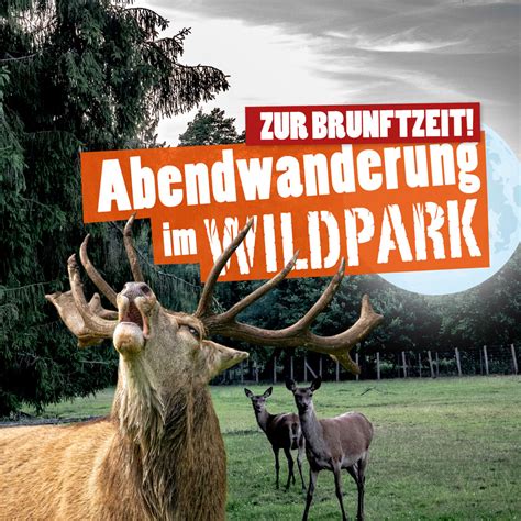 Abendwanderung zur Brunftzeit Wildpark Müden