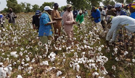 Mali Developpement Strategique De La Filiere Coton 1 Million De