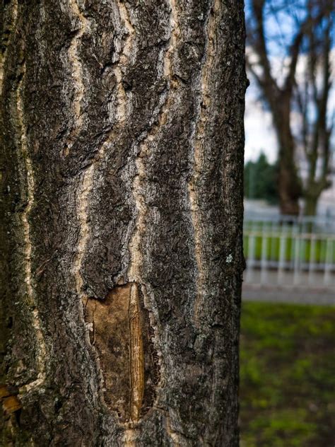 Ginkgo Biloba Tree Bark Tree Bark Background Stock Photo Image Of