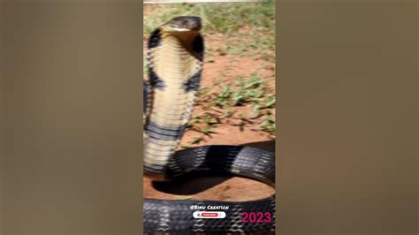 2023 Snake Vs 5000 Bce Snake 🐍 Mythology Youtube