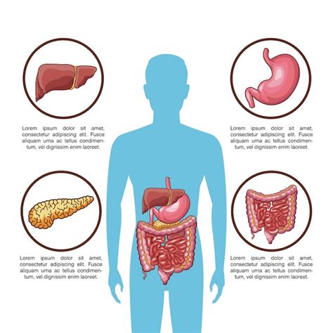 Infografía Del Sistema Digestivo Con Información Vector Premium