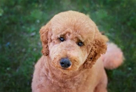 How To Give A Standard Poodle A Teddy Bear Cut