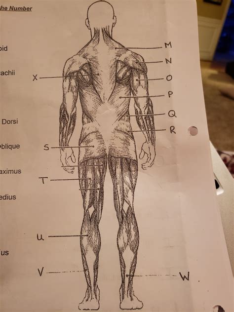 Muscle Man Posterior View Diagram Quizlet