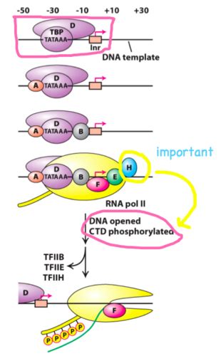 Chem 475 Lecture 19 RNA Synthesis And Processing Flashcards Quizlet