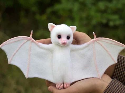 Cute Bat