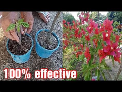 New Style On How To Propagate Bougainvillea Cuttings Without ICU Method