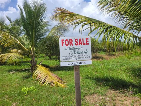30 Acre Citrus Farm - Real Estate In Tropical Belize